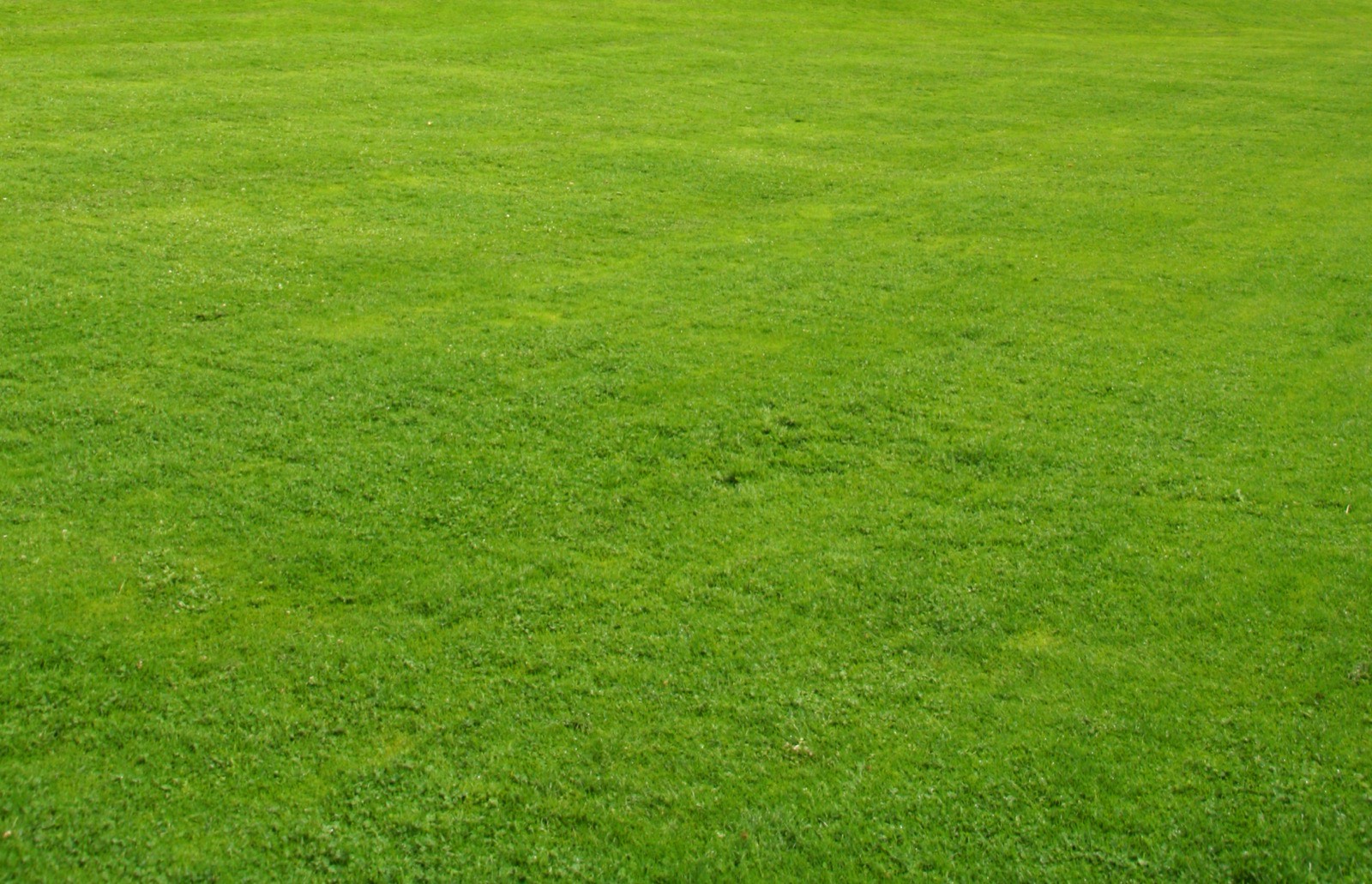 A dense, healthy green lawn after treatment