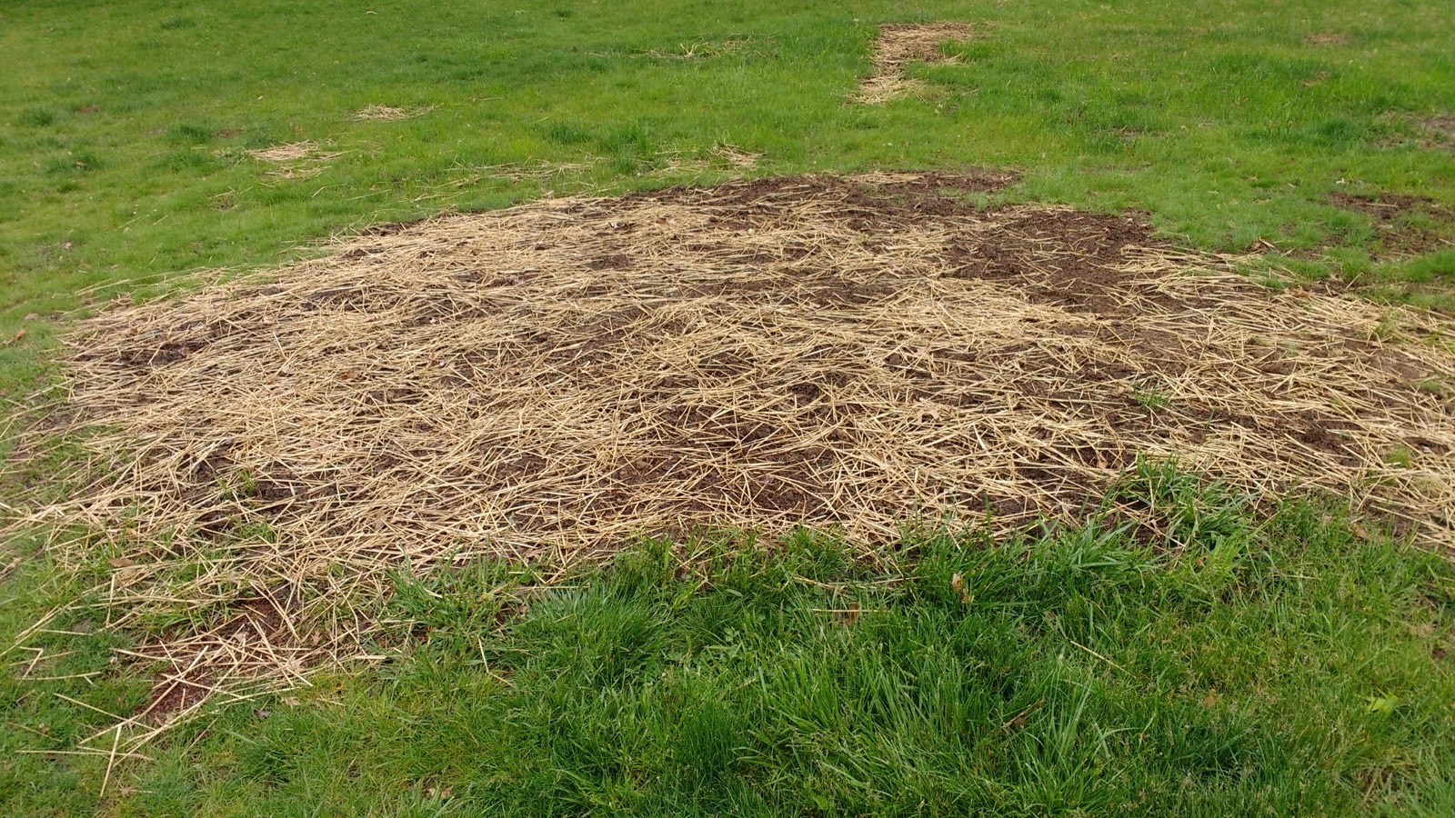 A patchy, thinning lawn before a renovation program
