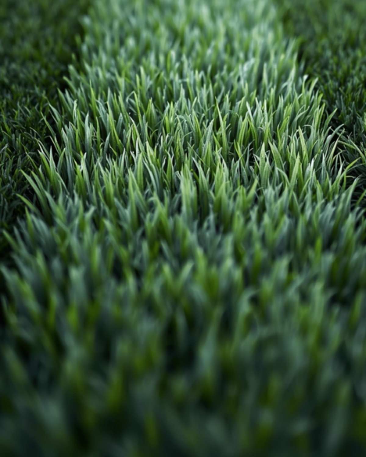 Macro close-up of freshly mowed grass blades showing a mower stripe band running into the distance