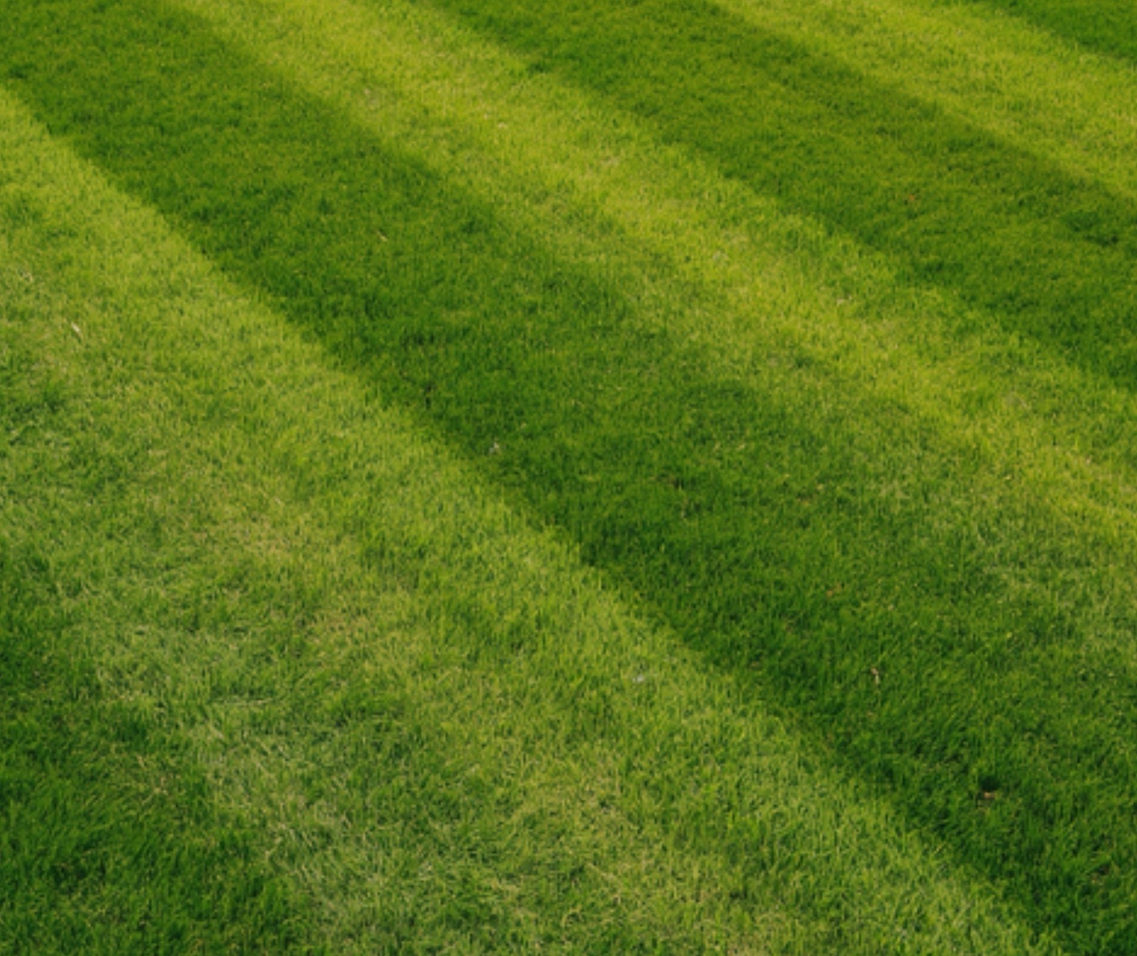 Wide-angle photo of a mowed backyard lawn with crisp diagonal mower stripes in alternating light and dark green